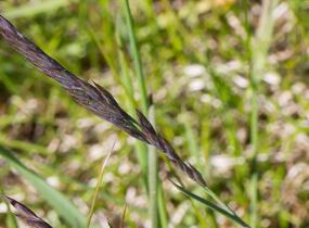 Kostřava červená - Festuca rubra