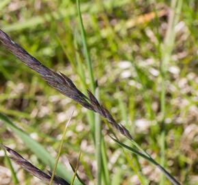 Kostřava červená - Festuca rubra