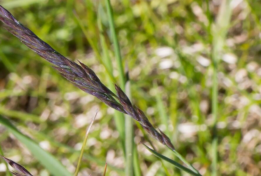 Kostřava červená - Festuca rubra