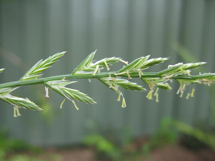 Jílek vytrvalý - Lolium perenne