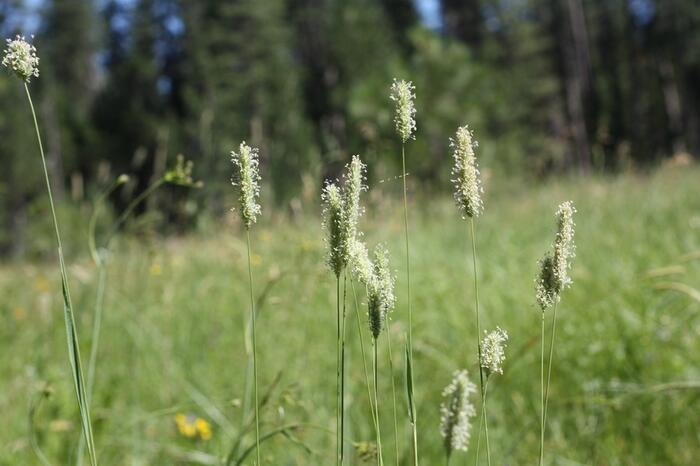 Bojínek luční - Phleum pratense