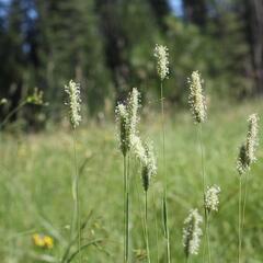 Bojínek luční - Phleum pratense