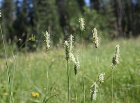Bojínek luční - Phleum pratense