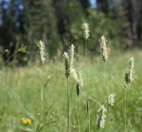 Bojínek luční - Phleum pratense