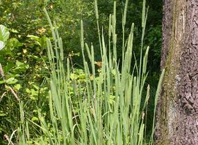 Bojínek luční - Phleum pratense