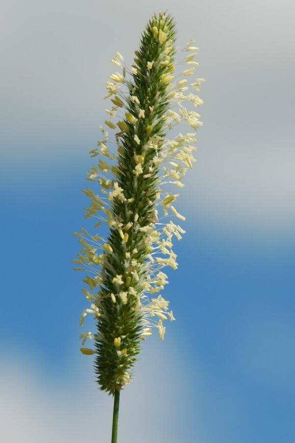 Bojínek luční - Phleum pratense