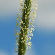 Bojínek luční - Phleum pratense