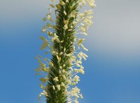 Bojínek luční - Phleum pratense