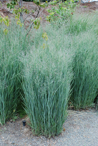 Proso prutnaté 'Heavy Metal' - Panicum virgatum 'Heavy Metal'