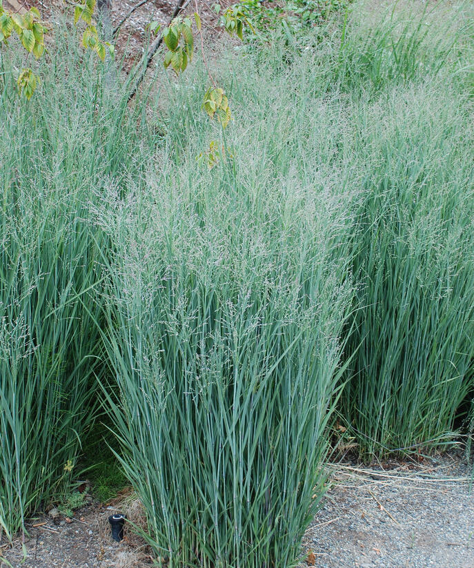 Proso prutnaté 'Heavy Metal' - Panicum virgatum 'Heavy Metal'