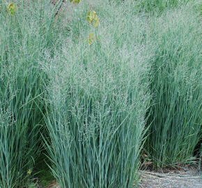 Proso prutnaté 'Heavy Metal' - Panicum virgatum 'Heavy Metal'