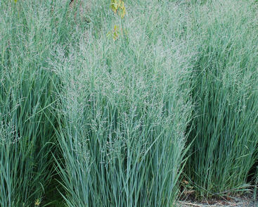 Proso prutnaté 'Heavy Metal'