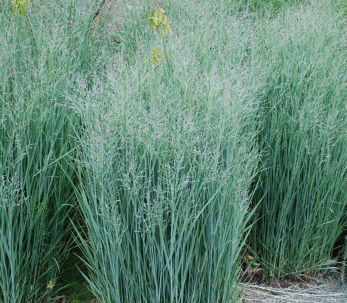 Proso prutnaté 'Heavy Metal' - Panicum virgatum 'Heavy Metal'