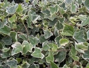 Břečťan popínavý 'Arborescens Argenteovariegata' - Hedera helix 'Arborescens Argenteovariegata'