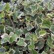 Břečťan popínavý 'Arborescens Argenteovariegata' - Hedera helix 'Arborescens Argenteovariegata'
