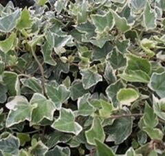 Břečťan popínavý 'Arborescens Argenteovariegata' - Hedera helix 'Arborescens Argenteovariegata'