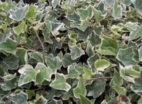 Břečťan popínavý 'Arborescens Argenteovariegata' - Hedera helix 'Arborescens Argenteovariegata'