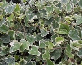 Břečťan popínavý 'Arborescens Argenteovariegata' - Hedera helix 'Arborescens Argenteovariegata'