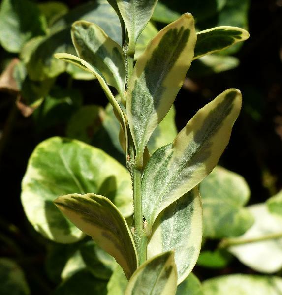 Zimostráz obecný 'Marginata' - Buxus sempervirens 'Marginata'