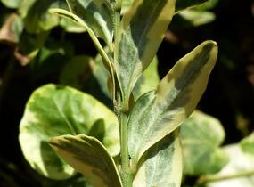 Zimostráz obecný 'Marginata' - Buxus sempervirens 'Marginata'