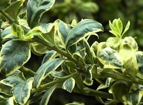 Zimostráz obecný 'Elegans' - Buxus sempervirens 'Elegans'