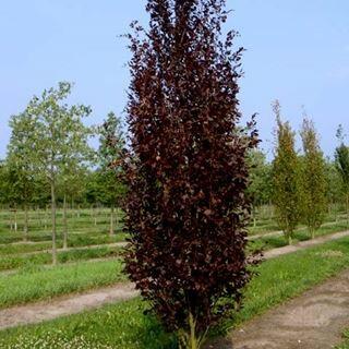 Buk lesní 'Rohan Obelisk' - Fagus sylvatica 'Rohan Obelisk'