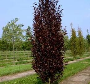 Buk lesní 'Rohan Obelisk' - Fagus sylvatica 'Rohan Obelisk'