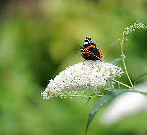 Motýlí keř, Komule Davidova 'White Mrs Keep' - Buddleja davidii 'White Mrs Keep'