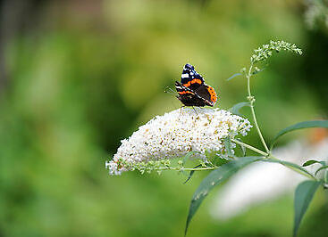 Motýlí keř, Komule Davidova 'White Mrs Keep'