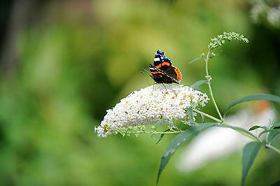Motýlí keř, Komule Davidova 'White Mrs Keep' - Buddleia davidii 'White Mrs Keep'