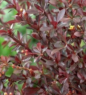 Dřišťál 'Wallich's Purple' - Berberis x interposita 'Wallich's Purple'