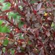 Dřišťál 'Wallich's Purple' - Berberis x interposita 'Wallich's Purple'