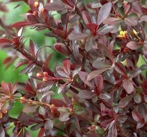 Dřišťál 'Wallich's Purple' - Berberis x interposita 'Wallich's Purple'