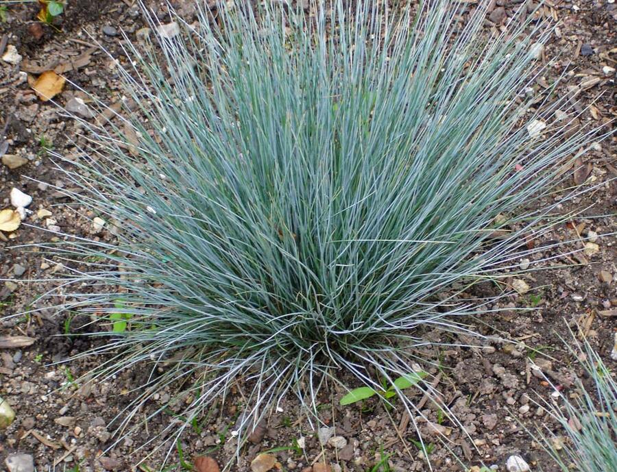 Kostřava popelavá 'Blaue Auslese' - Festuca glauca 'Blaue Auslese'