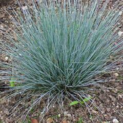 Kostřava popelavá 'Blaue Auslese' - Festuca glauca 'Blaue Auslese'