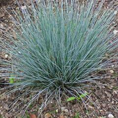 Kostřava popelavá 'Blaue Auslese' - Festuca glauca 'Blaue Auslese'