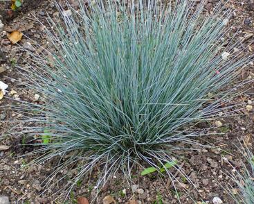 Kostřava popelavá 'Blaue Auslese'