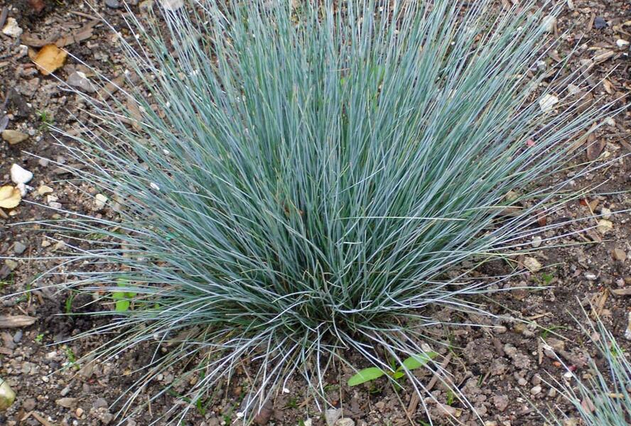 Kostřava popelavá 'Blaue Auslese' - Festuca glauca 'Blaue Auslese'