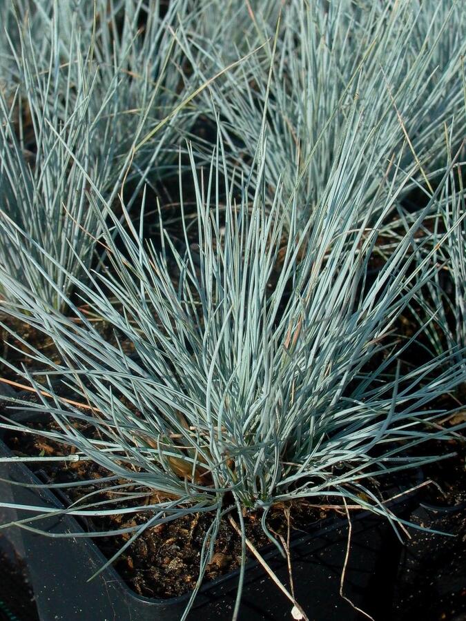 Kostřava popelavá 'Blaue Auslese' - Festuca glauca 'Blaue Auslese'