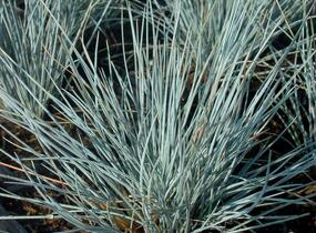 Kostřava popelavá 'Blaue Auslese' - Festuca glauca 'Blaue Auslese'