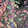 Skalník lesklý - Cotoneaster lucidus