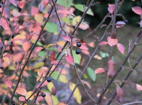 Skalník lesklý - Cotoneaster lucidus