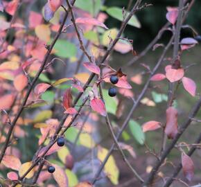 Skalník lesklý - Cotoneaster lucidus