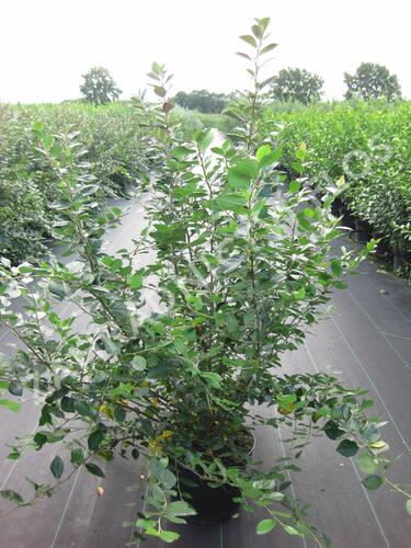 Skalník lesklý - Cotoneaster lucidus