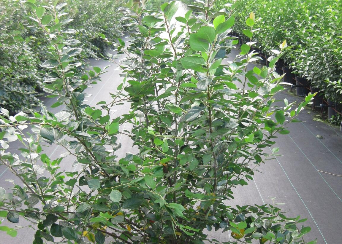 Skalník lesklý - Cotoneaster lucidus