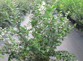 Skalník lesklý - Cotoneaster lucidus