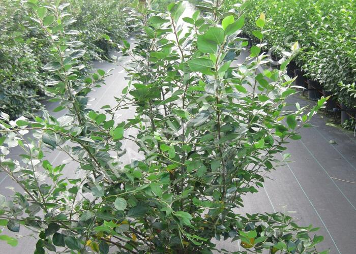 Skalník lesklý - Cotoneaster lucidus