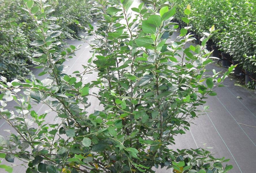 Skalník lesklý - Cotoneaster lucidus