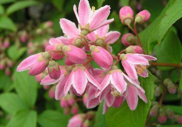 Trojpuk 'Tourbillon Rouge' - Deutzia hybrida 'Tourbillon Rouge'