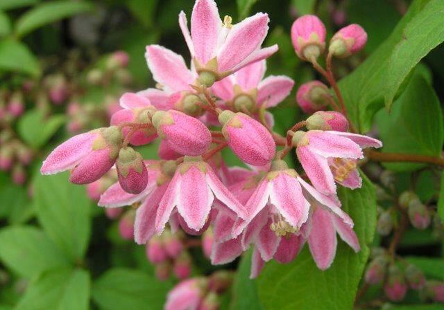 Trojpuk 'Tourbillon Rouge' - Deutzia hybrida 'Tourbillon Rouge'